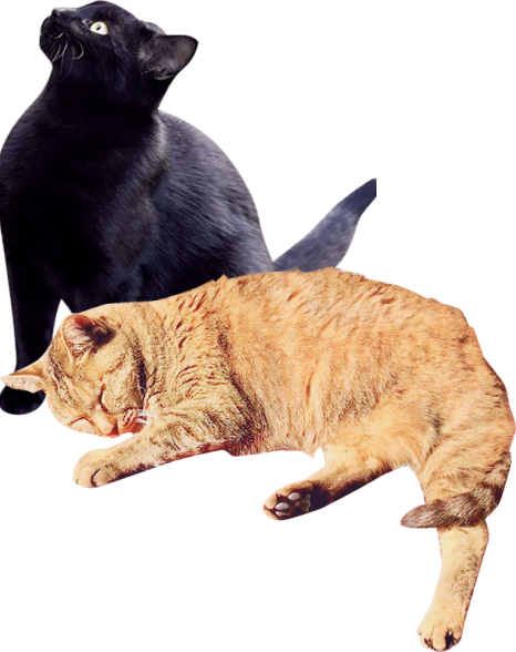 写真：二匹の猫