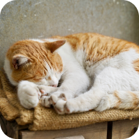 写真:猫が寝ています。