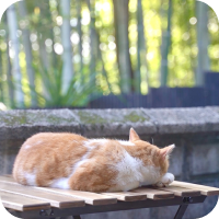 写真:猫が寝ています